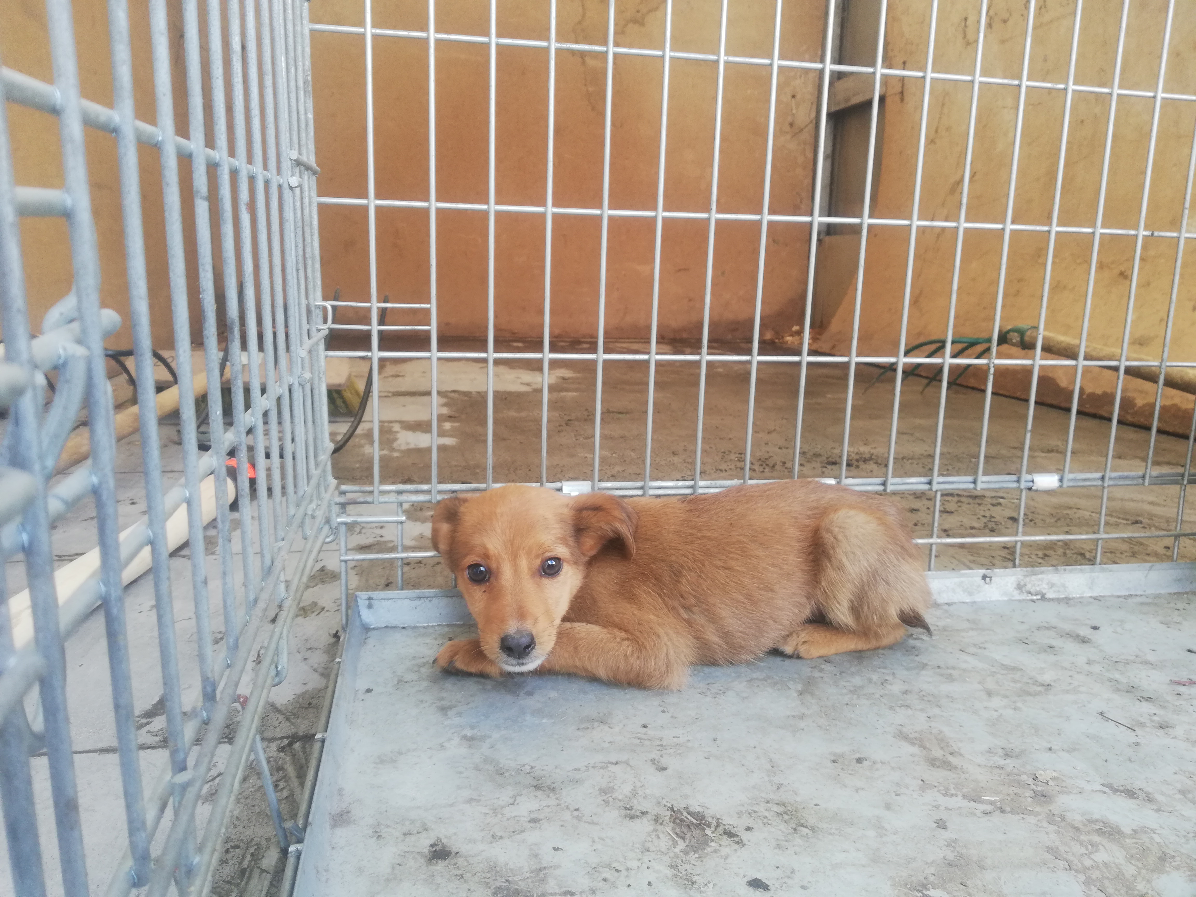 pies do adopcji