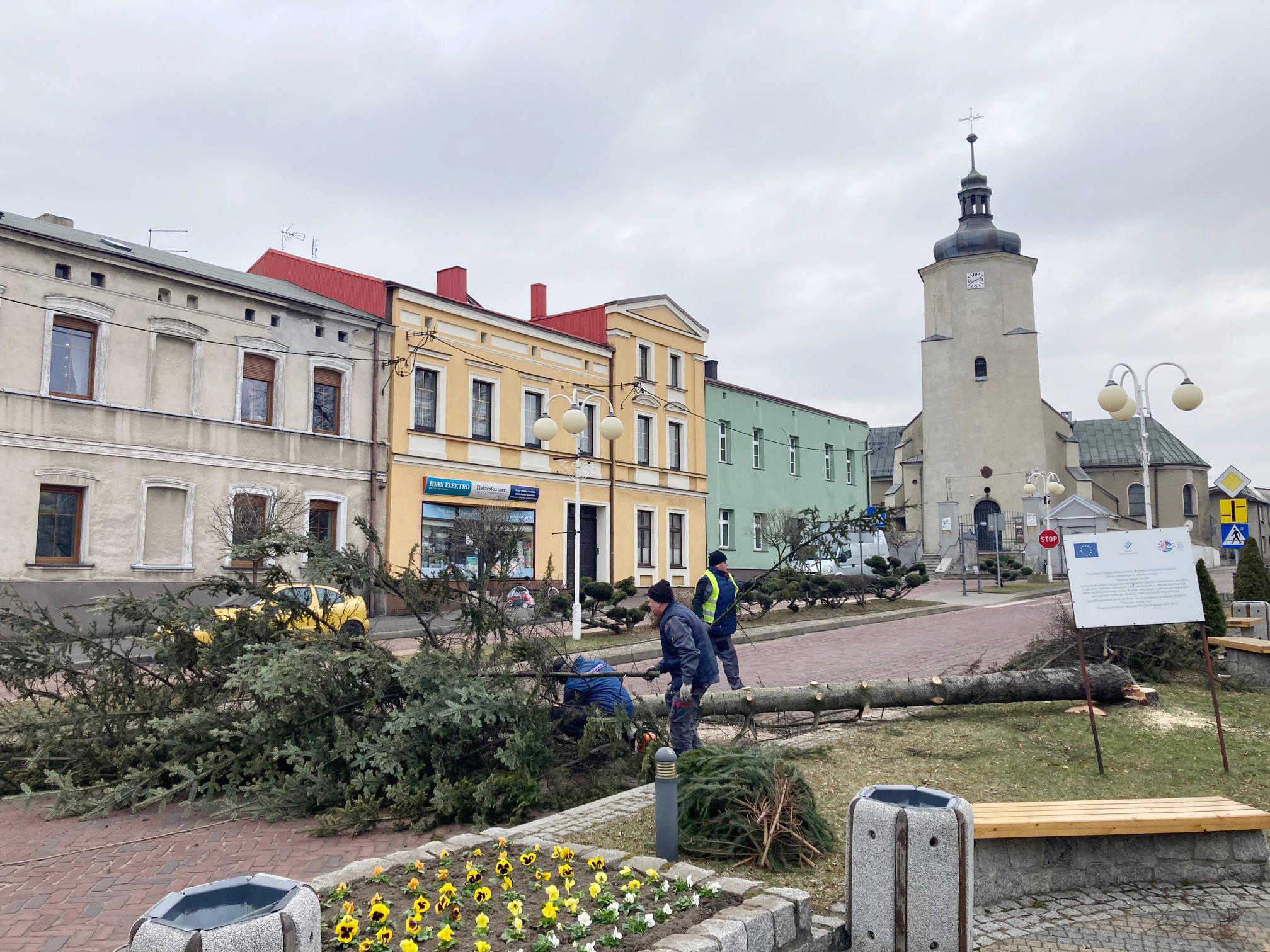 pracownicy urzędu wycięli stare drzewo rosnące na rynku