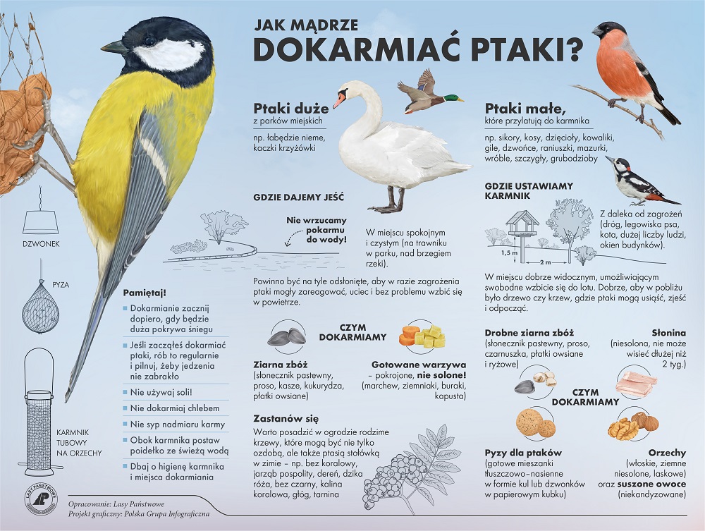 plakat z informacją jak dokarmiać ptaki