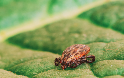 Zdjęcie do Rolniku, nie daj się kleszczom!
