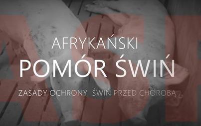 Zdjęcie do Afrykański pom&oacute;r świń - zasady