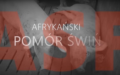 Zdjęcie do ASF - zasady kt&oacute;rych należy przestrzegać